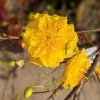 Mai Vang Bonsai Plant – Vietnamese Yellow Apricot Bonsai Tree – 20+ Petals – Live Plant in 6 inch Pot - Image 1
