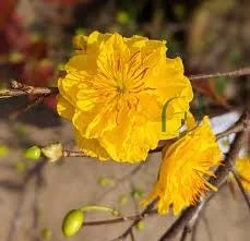 Mai Vang Bonsai Plant – Vietnamese Yellow Apricot Bonsai Tree – 20+ Petals – Live Plant in 6 inch Pot - Image 1