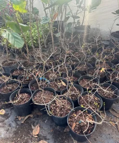 Mai Vang Bonsai Plant – Vietnamese Yellow Apricot Bonsai Tree – 20+ Petals – Live Plant in 6 inch Pot - Image 2