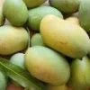 Mallika Mango Tree Live Plant - Grafted, 1-2 ft Tall, 3 Gallon Pot - Fruit Tree - Image 1