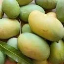 Mallika Mango Tree Live Plant - Grafted, 1-2 ft Tall, 3 Gallon Pot - Fruit Tree - Image 1