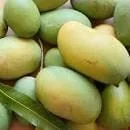 Mallika Mango Tree Live Plant - Grafted, 2 Feet Tall, Ships in 3 Gal Pot - Image 1