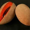 Mamey Sapote Grafted Tree Live Plant - 1 ft Tall, 3 Gallon Pot - Tropical Fruit - Image 1