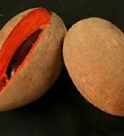 Mamey Sapote Grafted Tree Live Plant - 1 ft Tall, 3 Gallon Pot - Tropical Fruit - Image 1