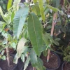 Manila Mango Tree Live Plant - 2-3 Ft Tall - Ships in 6" Pot - Outdoor Fruit Tree - Image 1
