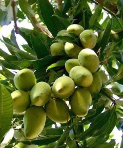 Manila Mango Tree Live Plant - 2-3 Ft Tall - Ships in 6