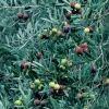 Manzanillo Olive Tree Live Plant – 2 Feet Tall – Ships in 6" Pot – Outdoor - Image 1