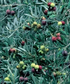 Manzanillo Olive Tree Live Plant – 2 Feet Tall – Ships in 6" Pot – Outdoor - Image 1