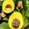 Marcus Pumpkin Avocado Tree Live Plant – Grafted, 1-2 ft Tall, 3 Gallon Pot - Image 1