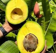 Marcus Pumpkin Avocado Tree Live Plant – Grafted, 1-2 ft Tall, 3 Gallon Pot - Image 1