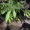 Mexico Papaya Live Plant - 1 Foot Tall - Ships in 6 inch Pot - Tropical Fruit - Image 1