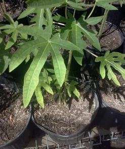 Mexico Papaya Live Plant - 1 Foot Tall - Ships in 6 inch Pot - Tropical Fruit - Image 1