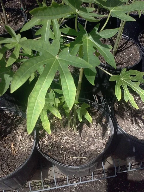 Mexico Papaya Live Plant - 1 Foot Tall - Ships in 6 inch Pot - Tropical Fruit - Image 1