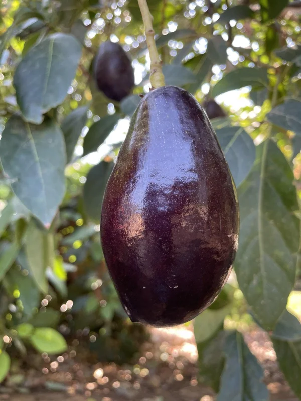 Mexicola Avocado Live Plant – Grafted Tree – 2-3 Feet Tall – Outdoor Fruit Tree - Image 1