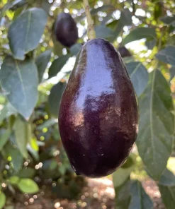 Mexicola Avocado Tree – Grafted Live Plant – 1 Foot Tall – Outdoor Fruit Tree - Image 1