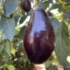 Mexicola Avocado Tree Live Plant – 1 Foot Tall Grafted - Image 1