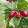 Miracle Berry Live Plant - 2 ft Tall - 3 Gal Pot - Flavor Enhancer - Image 1