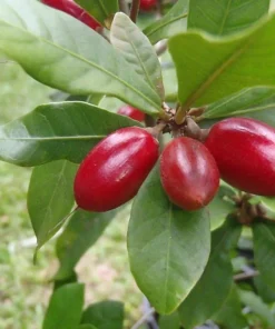 Miracle Berry Live Plant - 2 ft Tall - 3 Gal Pot - Flavor Enhancer - Image 1