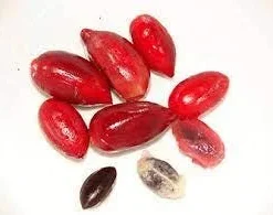 Miracle Fruit Berries - 10 Count - Taste Modifier - Image 1