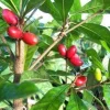 Miracle Fruit Live Plant – Synsepalum dulcificum – 1 Foot Tall – Container Grown - Image 1