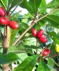 Miracle Fruit Live Plant – Synsepalum dulcificum – 1 Foot Tall – Container Grown - Image 1
