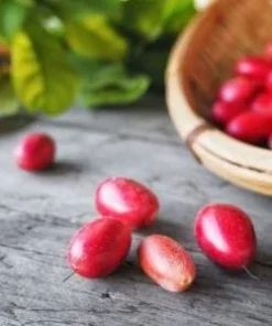 Miracle Fruit Live Plant – Synsepalum dulcificum – 1 Foot Tall – Container Grown - Image 2