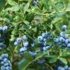 Misty Blueberry Live Plant – Vaccinium ‘Misty’ – 1 ft Tall Starter – 6 inch Pot - Image 1