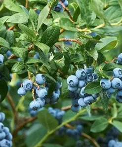 Misty Blueberry Live Plant – Vaccinium ‘Misty’ – 1 ft Tall Starter – 6 inch Pot - Image 1