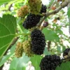 Mulberry Morus Nigra Black Beauty Live Plant – 1 Foot Tall – Outdoor Fruit Tree - Image 1