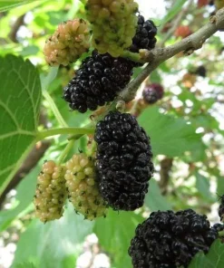 Mulberry Morus Nigra Black Beauty Live Plant – 1 Foot Tall – Outdoor Fruit Tree - Image 1