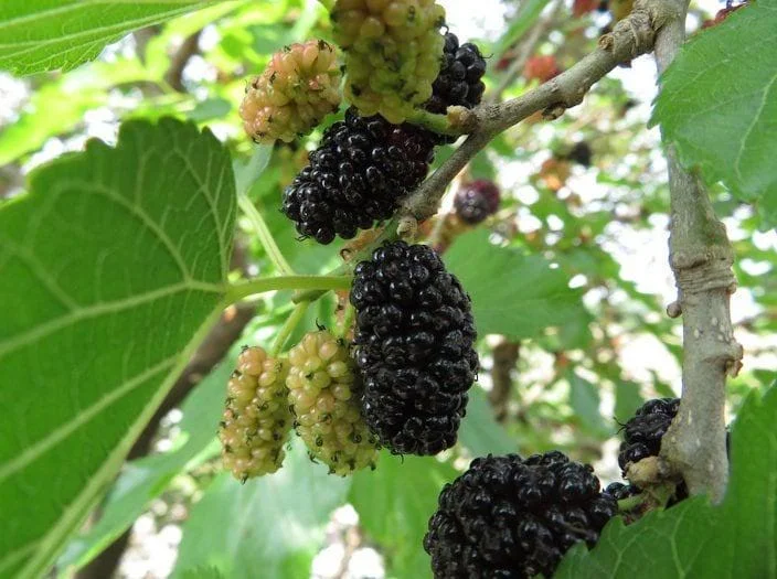 Mulberry Morus Nigra Black Beauty Live Plant – 1 Foot Tall – Outdoor Fruit Tree - Image 1