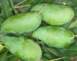 Mun Kun Si Mango Tree Live Plant - Grafted, 2 ft Tall, 3 Gallon Pot - Image 1