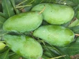 Mun Kun Si Mango Tree Live Plant - Grafted, 3 Feet Tall, in 3 Gallon Pot - Image 1