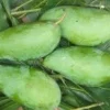 Mun Kun Si Mango Tree Live Plant – Grafted Thai Variety, 1-2 Feet Tall - Image 1