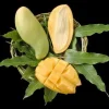 Nam Doc Mai Mango Tree - Grafted Live Plant, 1-2 Feet Tall, Sweet Fiberless Fruit - Image 1