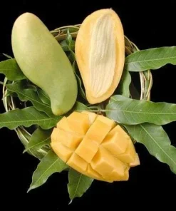 Nam Doc Mai Mango Tree - Grafted Live Plant, 1-2 Feet Tall, Sweet Fiberless Fruit - Image 1