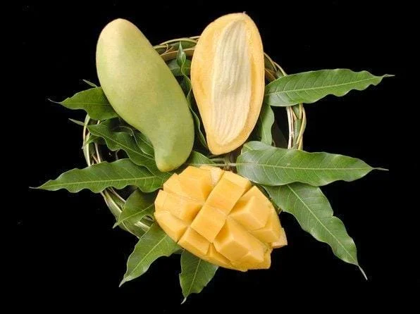 Nam Doc Mai Mango Tree - Grafted Live Plant, 1-2 Feet Tall, Sweet Fiberless Fruit - Image 1