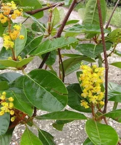 Nance Live Plant - Byrsonima Crassifolia - 1 ft Tall - Tropical Fruit Tree - Image 4