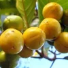 Nance Live Plant - Byrsonima Crassifolia - 1 ft Tall - Tropical Fruit Tree - Image 1