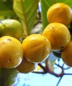Nance Live Plant - Byrsonima Crassifolia - 1 ft Tall - Tropical Fruit Tree - Image 1