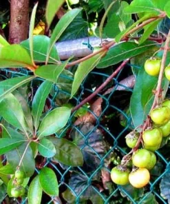 Nance Live Plant – Byrsonima crassifolia – 1 to 2 feet Tall – 3 Gallon Pot - Image 2