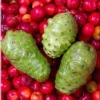 Noni Live Plant - 3 ft Tall Tropical Fruit Tree - Ships in 7 Gallon Pot - Image 1