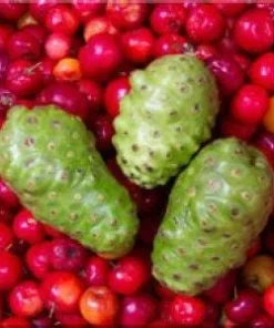 Noni Live Plant - 3 ft Tall Tropical Fruit Tree - Ships in 7 Gallon Pot - Image 1
