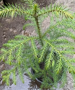 Norfolk Pine Live Plant - 1 ft Tall - 1 Gallon Pot - Indoor Tree - Image 2