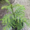 Norfolk Pine Live Plant - 1 ft Tall - 1 Gallon Pot - Indoor Tree - Image 1