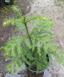 Norfolk Pine Live Plant - 1 ft Tall - 1 Gallon Pot - Indoor Tree - Image 1