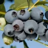 O'Neal Southern Highbush Blueberry Live Plant – 1 ft Tall in 6" Pot – Outdoor Fruit Shrub - Image 1