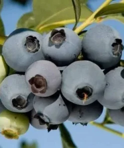O'Neal Southern Highbush Blueberry Live Plant – 1 ft Tall in 6" Pot – Outdoor Fruit Shrub - Image 1
