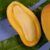 Orange Sherbet Mango Tree – Grafted Live Plant – 2 ft Tall – 3 Gallon Pot – Fruit Tree - Image 1
