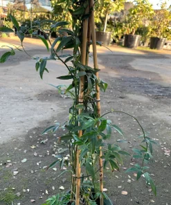 Orange Showpiece Rose Live Plant – 2 ft Tall – 6 inch Pot – Outdoor - Image 2